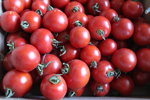 Dry-Farmed Early Girl tomatoes